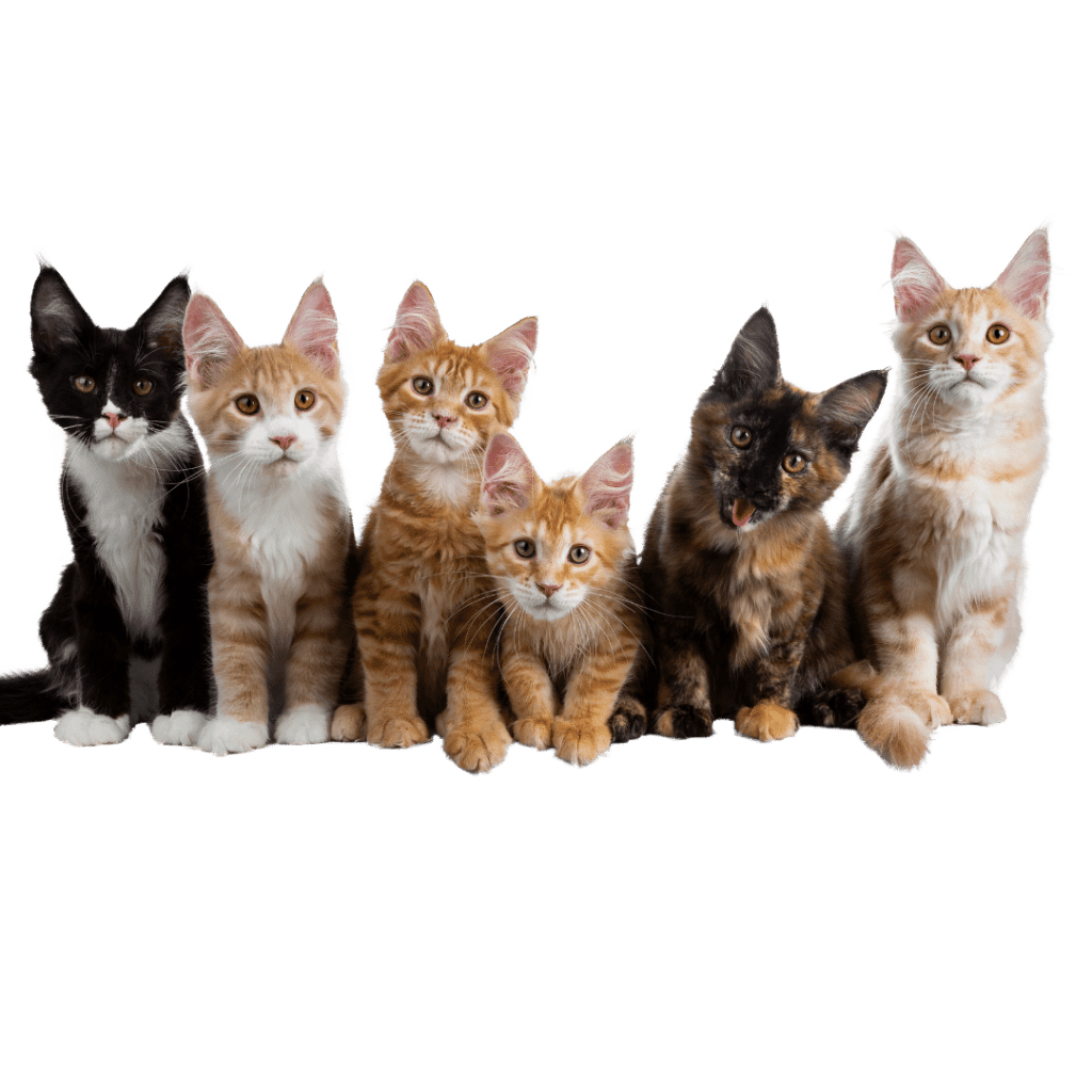 Best Cat Food By Breed
