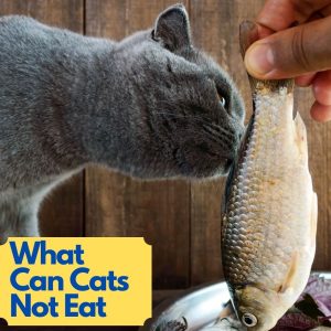 what cats can't eat