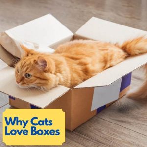 why cats love boxes