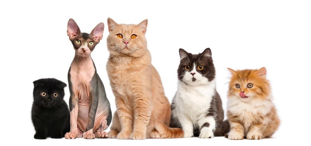 best cat foods by breed