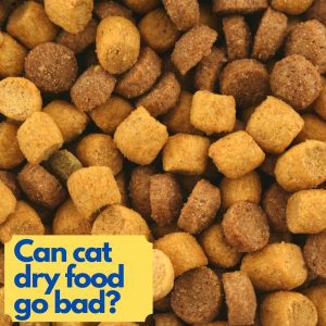 Can dry cat food go bad?