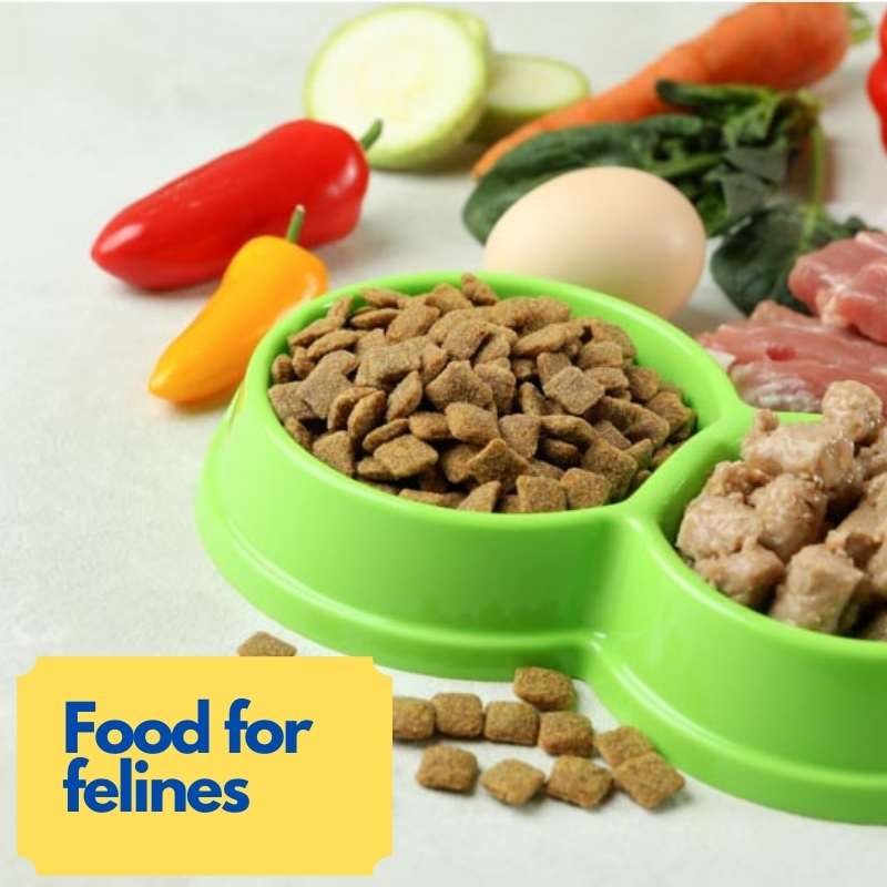 Food For Felines: Why Nutrition Is So Important To Your Cat