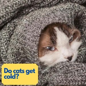 Do cats get cold?