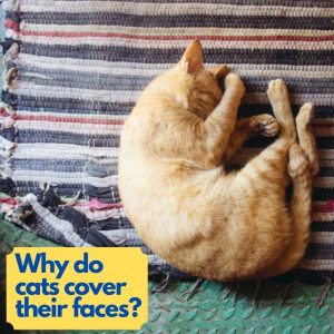 why do cats cover their faces when they sleep