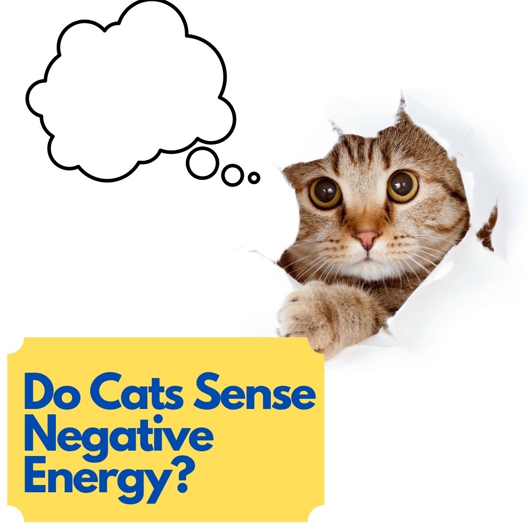 Do Cats Sense Negative Energy