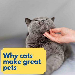 cats make great pets